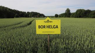 BOR Helga kevätvehnä